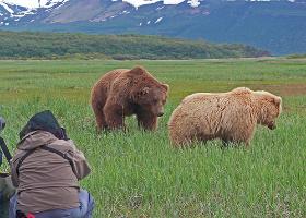 bear viewing Alaska, bear photography, bear safety, bear behavior