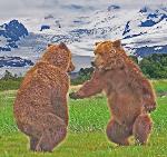 bear viewing Alaska, bear photography, bear safety, bear behavior