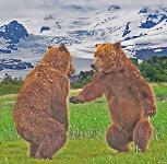 bear viewing Alaska, bear photography, bear safety, bear behavior