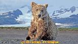 wolf, wolves,predators, predator management, population viability,  predator control, bear safety, bears, grizzly, black bears, bear viewing, bear behavior, Sarah Palin, predator control, slaughter, extermination, books, videos, conservation, stewardship, aerial hunting, aerial shooting, holocaust, adventure, Alaska, Board of Game, consulting, impacts