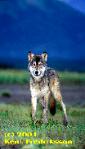 wolf, wolves,predators, predator management, population viability,  predator control, bear safety, bears, grizzly, black bears, bear viewing, bear behavior, Sarah Palin, predator control, slaughter, extermination, books, videos, conservation, stewardship, aerial hunting, aerial shooting, holocaust, adventure, Alaska, Board of Game, consulting, impacts