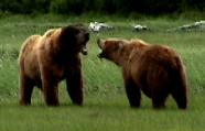 bear viewing Alaska, bear photography, bear safety, bear behavior