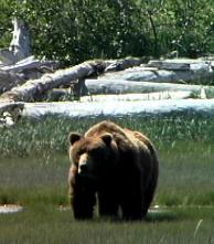 wolf, wolves,predators, predator management, population viability,  predator control, bear safety, bears, grizzly, black bears, bear viewing, bear behavior, Sarah Palin, predator control, slaughter, extermination, books, videos, conservation, stewardship, aerial hunting, aerial shooting, holocaust, adventure, Alaska, Board of Game, consulting, impacts, wildlife viewing, watchable wildlife, ecotourism,