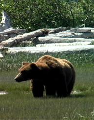 wolf, wolves,predators, predator management, population viability,  predator control, bear safety, bears, grizzly, black bears, bear viewing, bear behavior, Sarah Palin, predator control, slaughter, extermination, books, videos, conservation, stewardship, aerial hunting, aerial shooting, holocaust, adventure, Alaska, Board of Game, consulting, impacts, wildlife viewing, watchable wildlife, ecotourism,
