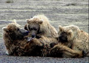 wolf, wolves,predators, predator management, population viability,  predator control, bear safety, bears, grizzly, black bears, bear viewing, bear behavior, Sarah Palin, predator control, slaughter, extermination, books, videos, conservation, stewardship, aerial hunting, aerial shooting, holocaust, adventure, Alaska, Board of Game, consulting, impacts