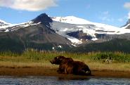 bear viewing Alaska, bear photography, bear safety, bear behavior
