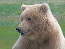 bear viewing Alaska, bear photography, bear safety, bear behavior