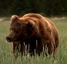 wolf, wolves,predators, predator management, population viability,  predator control, bear safety, bears, grizzly, black bears, bear viewing, bear behavior, Sarah Palin, predator control, slaughter, extermination, books, videos, conservation, stewardship, aerial hunting, aerial shooting, holocaust, adventure, Alaska, Board of Game, consulting, impacts