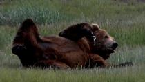 bear viewing Alaska, bear photography, bear safety, bear behavior