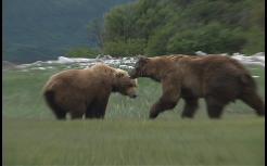 bear viewing Alaska, bear photography, bear safety, bear behavior
