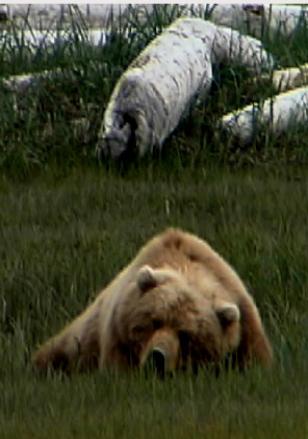 wolf, wolves,predators, predator management, population viability,  predator control, bear safety, bears, grizzly, black bears, bear viewing, bear behavior, Sarah Palin, predator control, slaughter, extermination, books, videos, conservation, stewardship, aerial hunting, aerial shooting, holocaust, adventure, Alaska, Board of Game, consulting, impacts