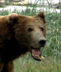 wolf, wolves,predators, predator management, population viability,  predator control, bear safety, bears, grizzly, black bears, bear viewing, bear behavior, Sarah Palin, predator control, slaughter, extermination, books, videos, conservation, stewardship, aerial hunting, aerial shooting, holocaust, adventure, Alaska, Board of Game, consulting, impacts, wildlife viewing, watchable wildlife, ecotourism,