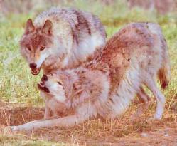 wolf, wolves,predators, predator management, population viability,  predator control, bear safety, bears, grizzly, black bears, bear viewing, bear behavior, Sarah Palin, predator control, slaughter, extermination, books, videos, conservation, stewardship, aerial hunting, aerial shooting, holocaust, adventure, Alaska, Board of Game, consulting, impacts