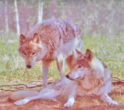 wolf, wolves,predators, predator management, population viability,  predator control, bear safety, bears, grizzly, black bears, bear viewing, bear behavior, Sarah Palin, predator control, slaughter, extermination, books, videos, conservation, stewardship, aerial hunting, aerial shooting, holocaust, adventure, Alaska, Board of Game, consulting, impacts